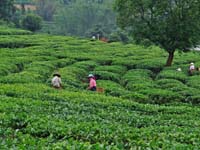 Teeplantage mit Pflückerinnen, Yunnan, China
